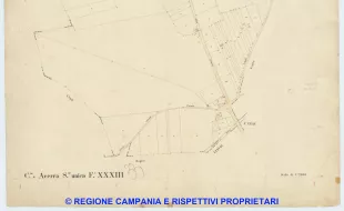 Acerra 33