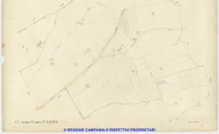 Acerra 36