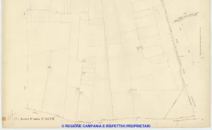 Acerra 47