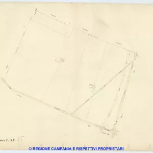Acerra 15