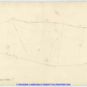 Acerra 17