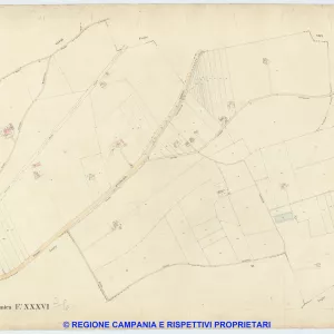 Acerra 36