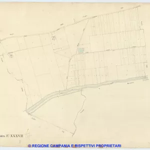 Acerra 37